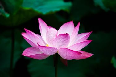 Frasi giapponesi, Fiore di loto