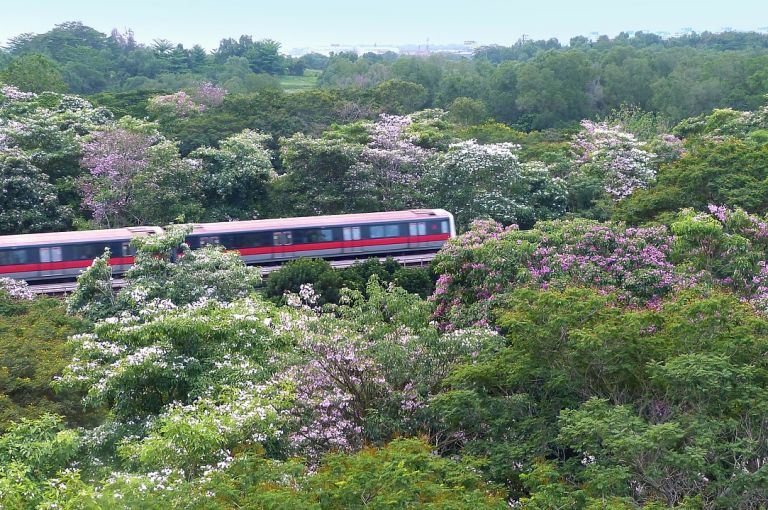 Viaggiare in treno - Treno immerso nella natura