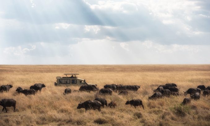 safari in africa
