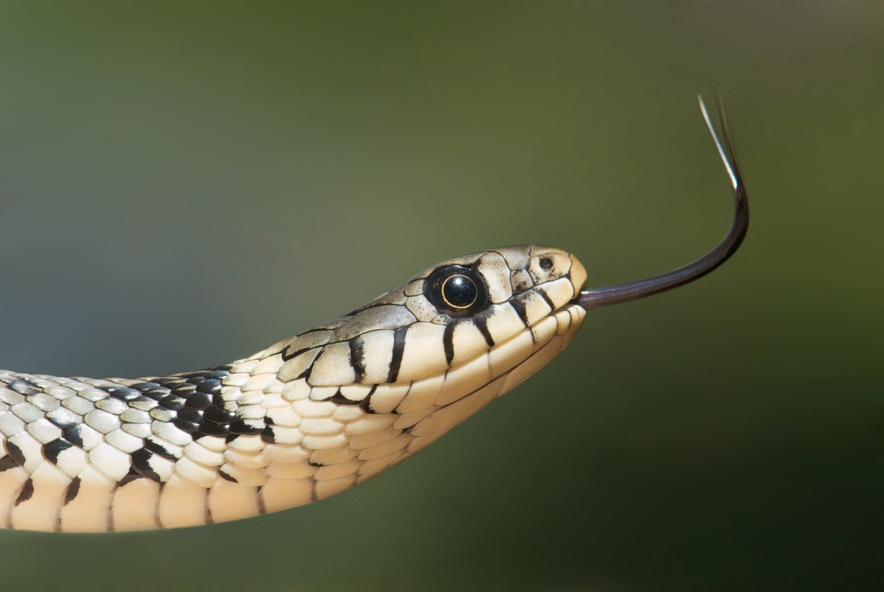 serpente lingua sibilante