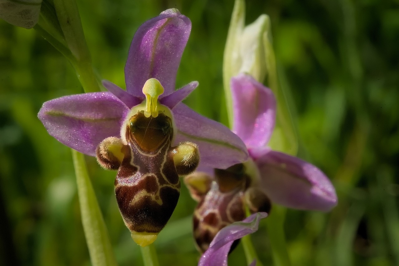 fiori strani orchidea apifera