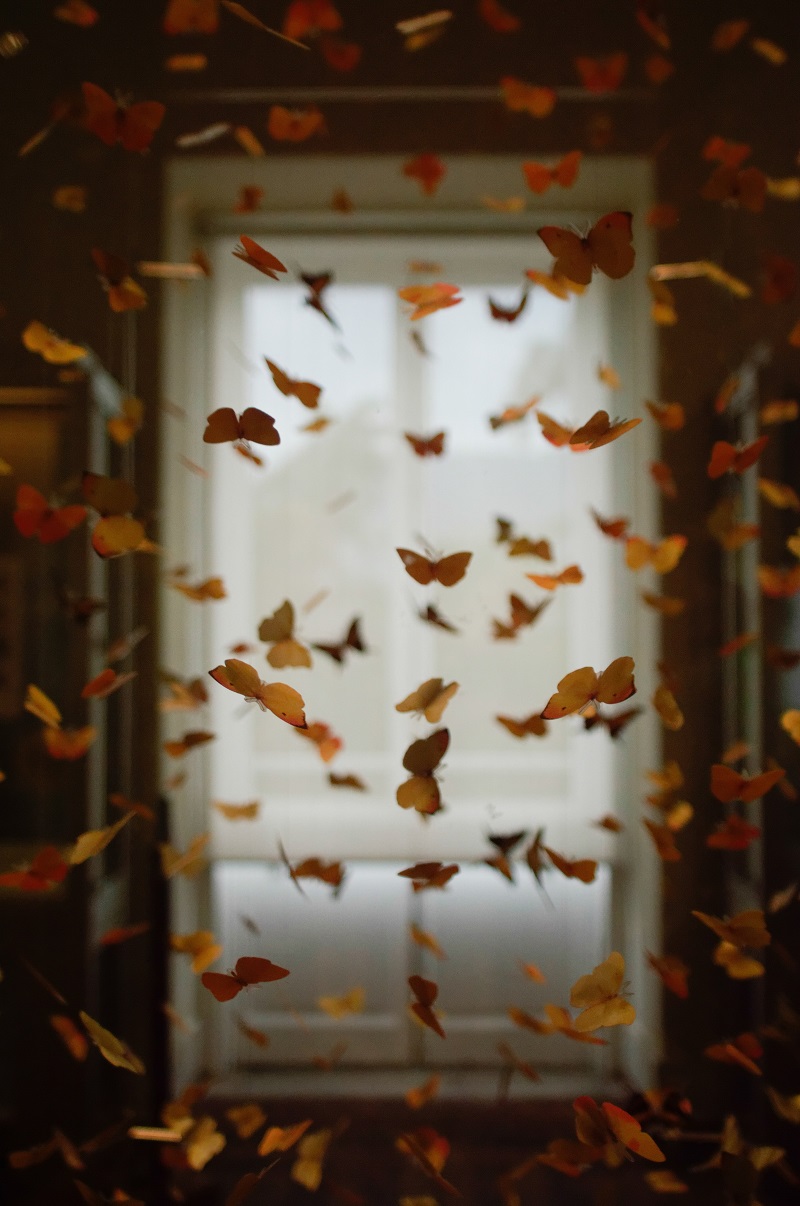 simbologia farfalla