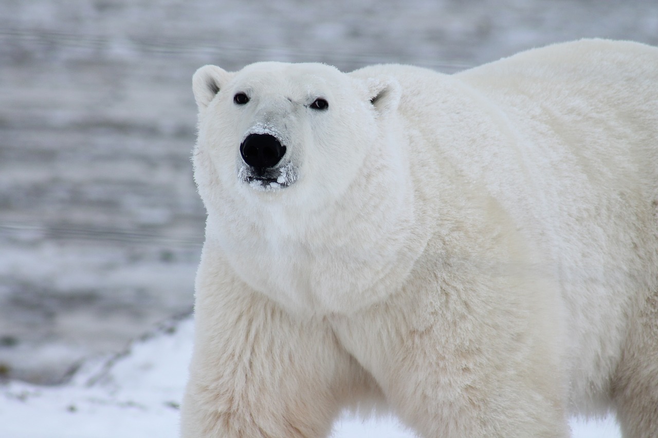 orso polare canada