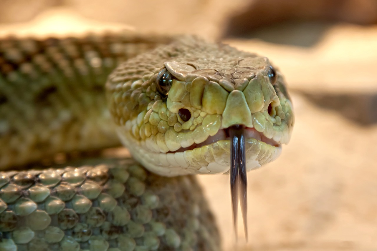 simbologia serpente a sonagli