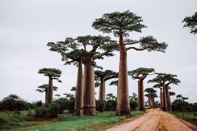 baobab proverbi africani